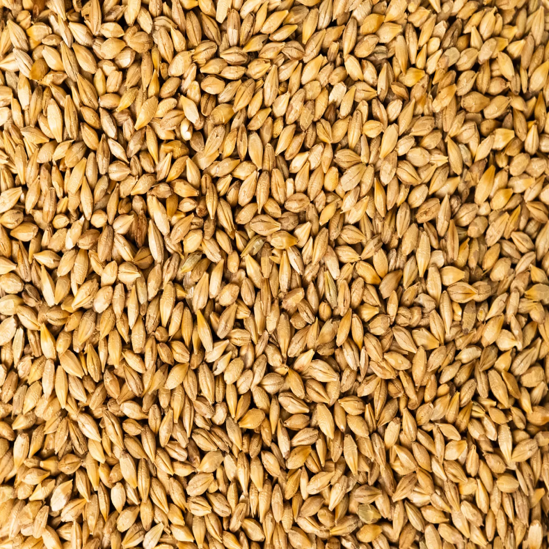 Wholesale Barley Grains Supplier from Field Harvest in UAE