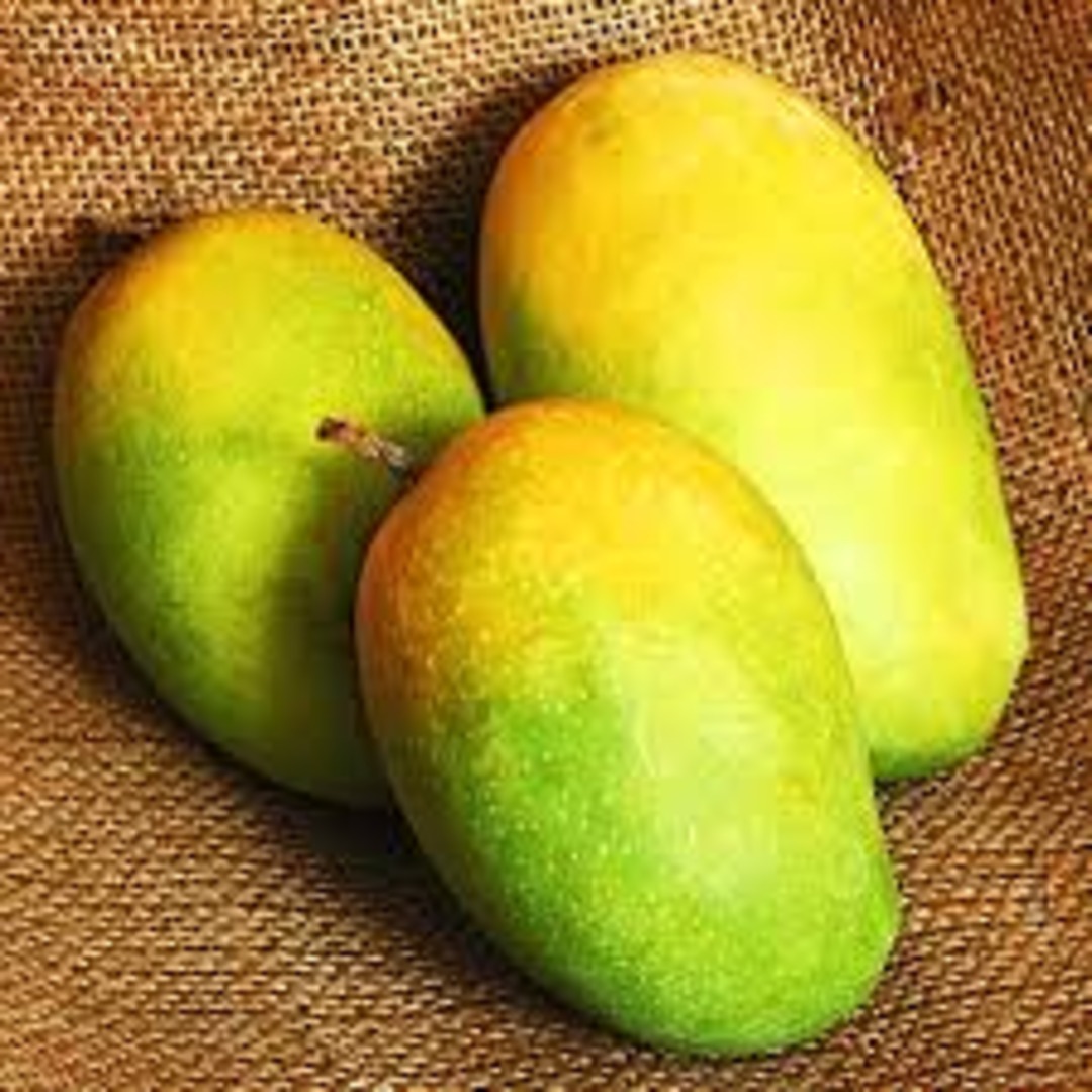 Premium Kesar Mangoes Fresh And Available For Sale