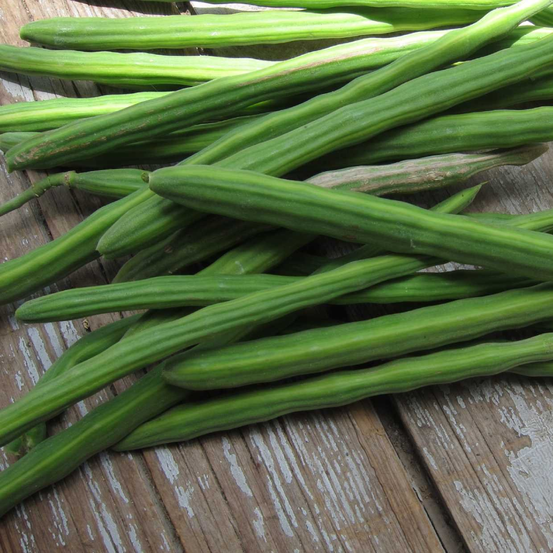 Fresh Drumstick Pods (Moringa) – Supplier in UAE & Dubai