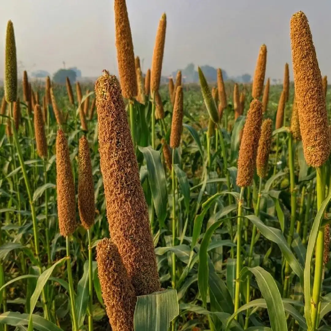 Natural Brown Pearl Millet Bajra Pennisetum Glaucum Gluten-Free 50 Kg Minimum Order