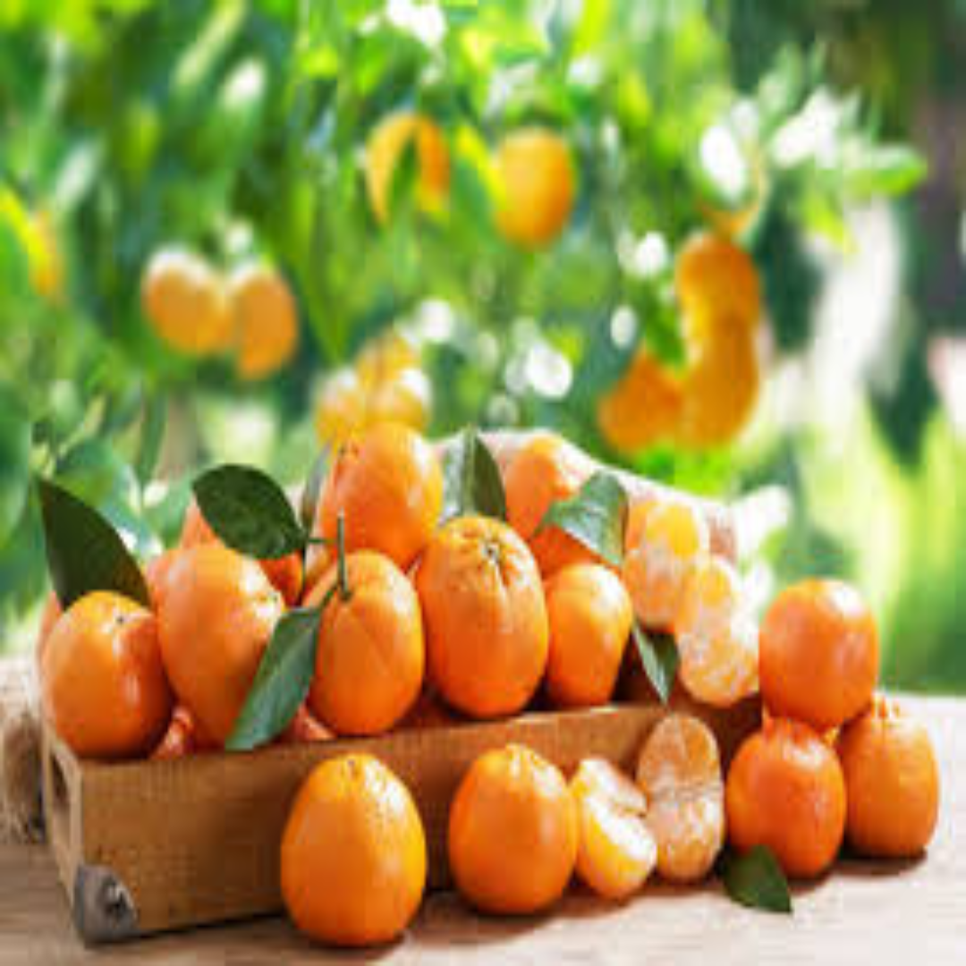 Mandarin Oranges for Premium Export and Wholesale Supply