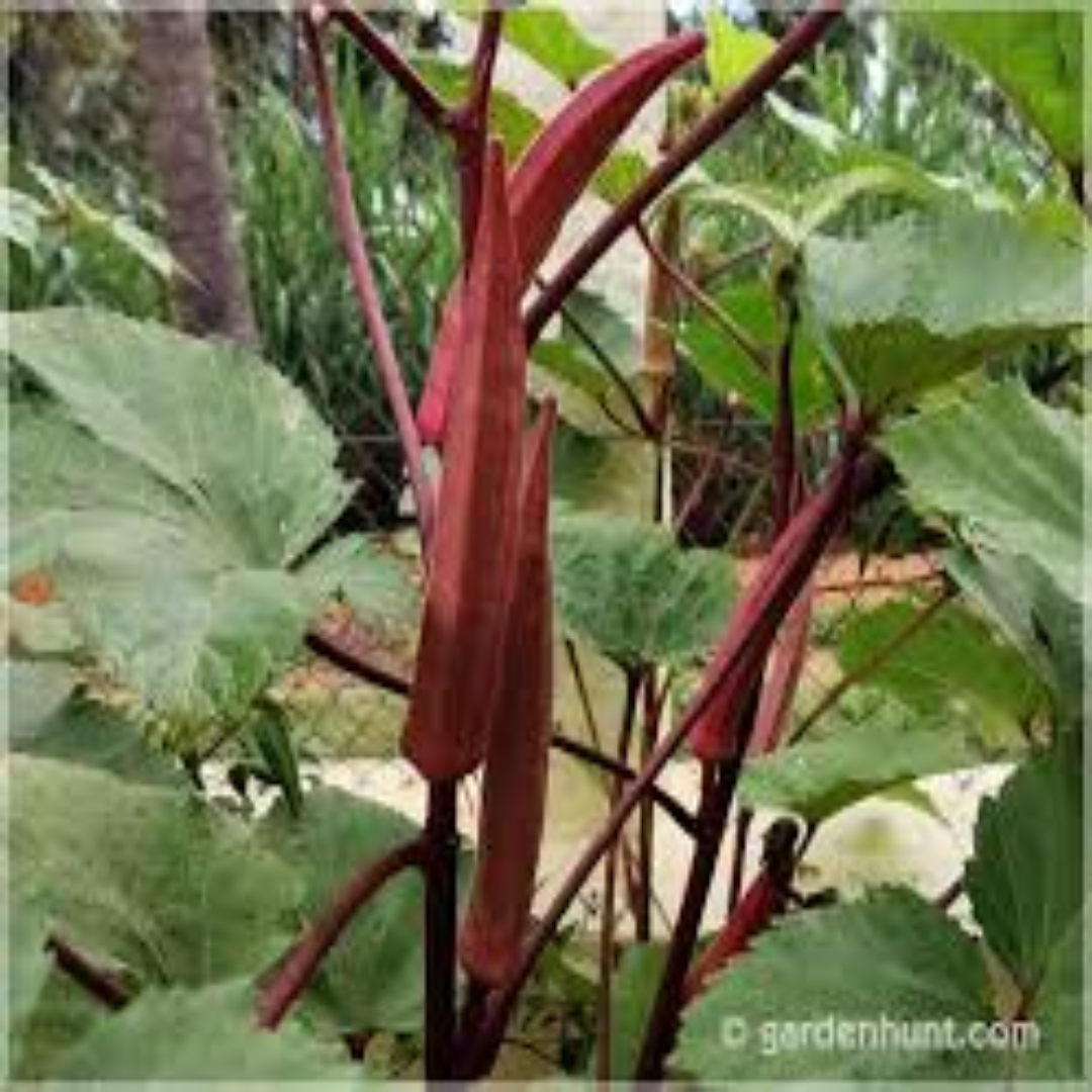 Wholesale Okra Rose Lady Finger Supplier UAE
