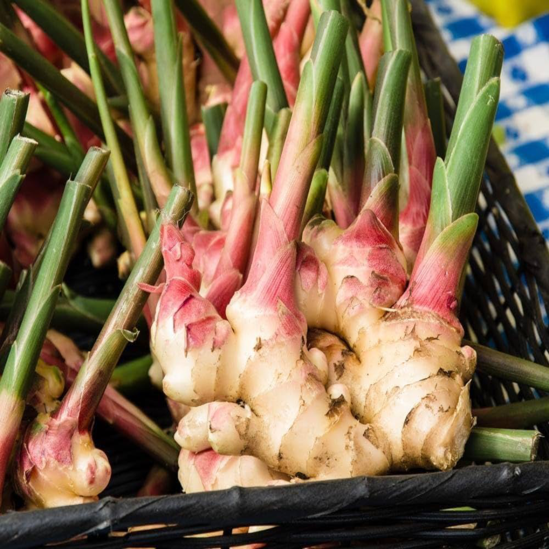 Galangal Ginger Wholesale For Authentic Asian Flavor
