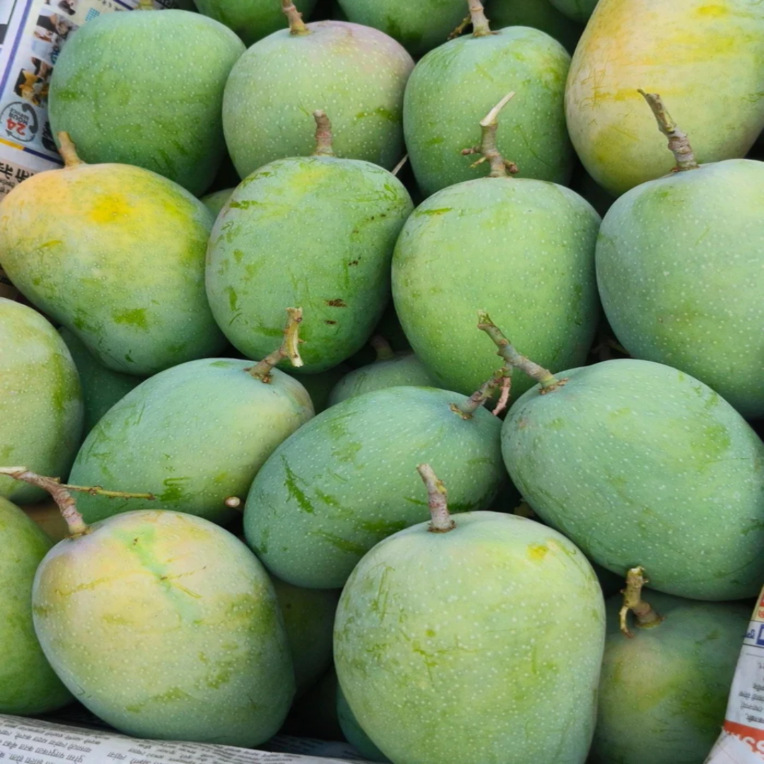 Wholesale Raw Kesar Mango – Saudi Arabia