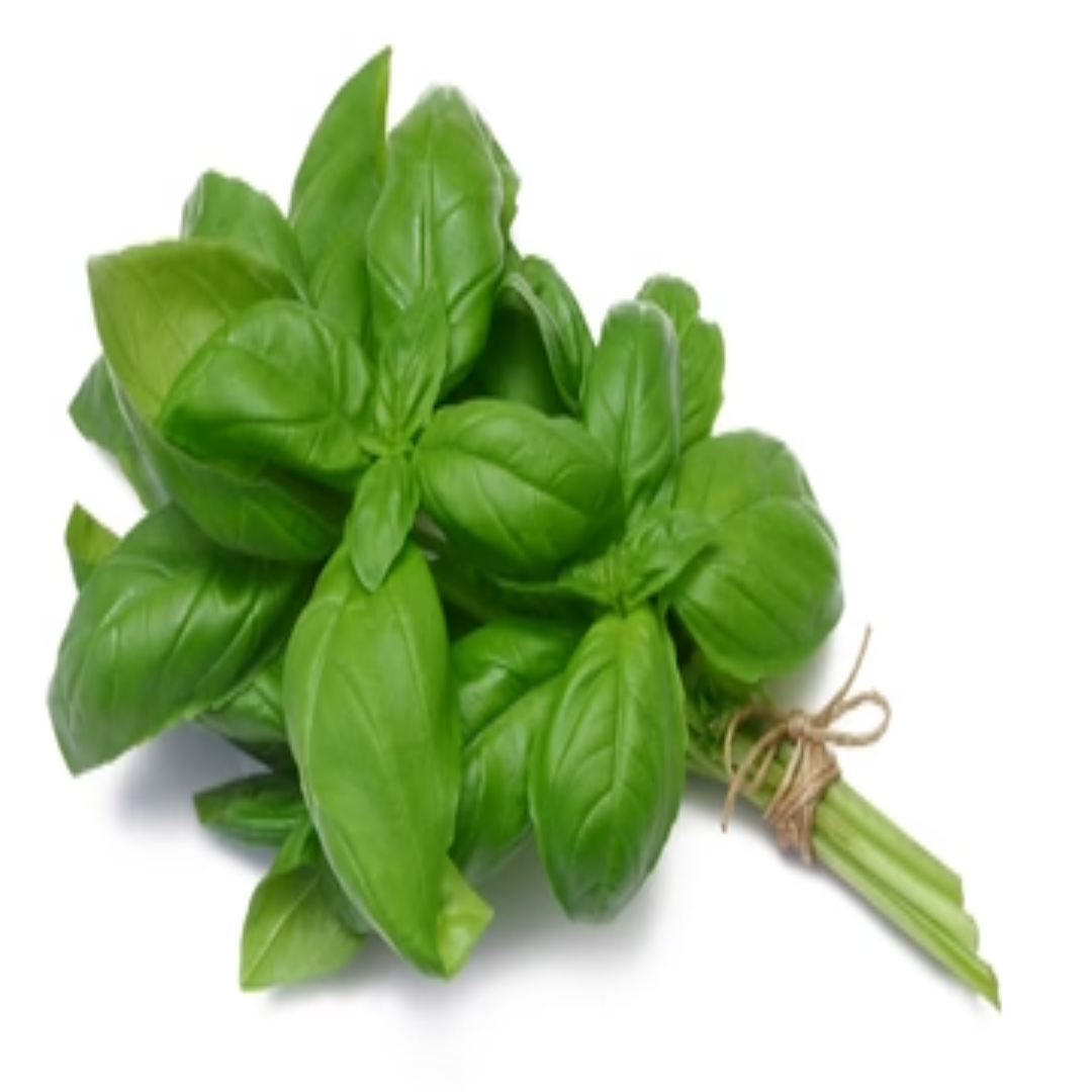 Fresh Basil Leaves 50 g Aromatic Italian Herb for Pasta Pizza Salads and Healthy Cooking Recipes