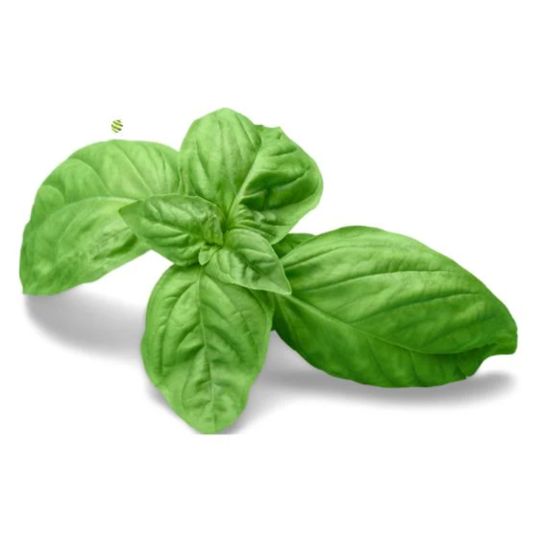 Fresh Basil Leaves 1 Kg Premium Aromatic Herb for Cooking Italian Dishes and Fresh Recipes