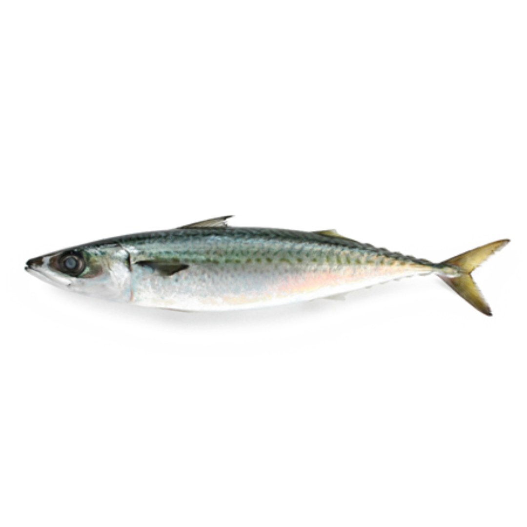 Chub Mackerel Scomber Colias Fish Premium Seafood Fresh Frozen Quality Rich Taste Fish