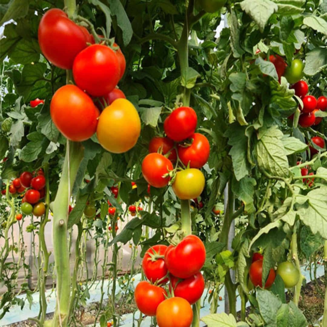Order Fresh Tomato Juicy Red Vegetables Farm Fresh Quality for Cooking and Salads Online