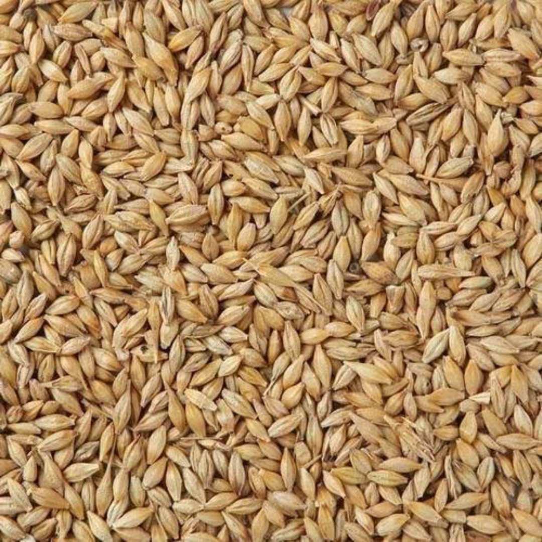 Wholesale Refined Barley Grain Wholesaler in UAE
