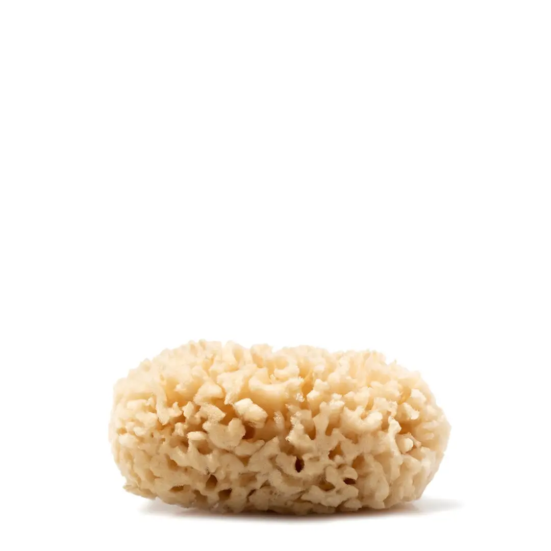 Natural Sea Sponge for Bathing – Best Quality | US Supplier at Best Rate