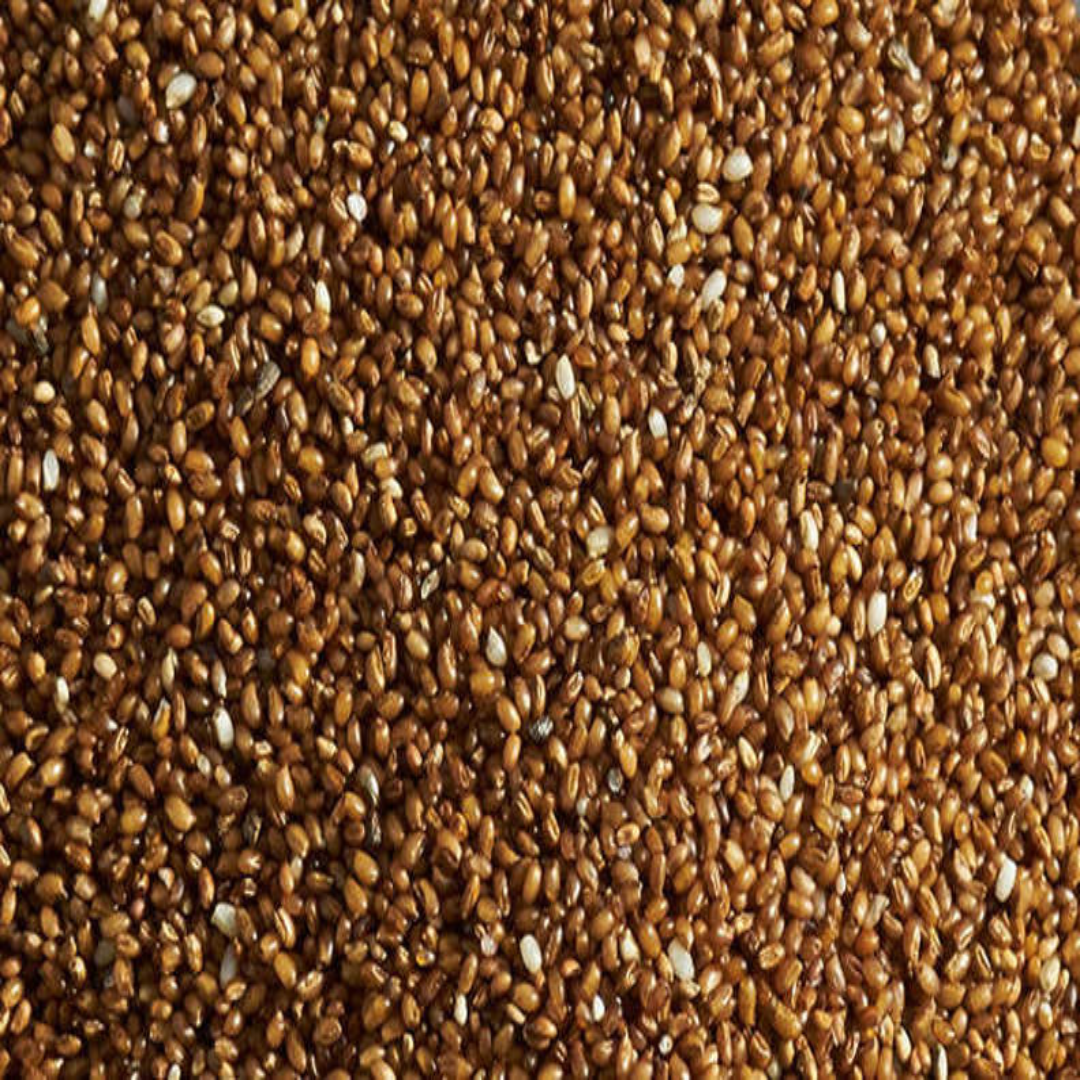 Wholesale Teff Ancient Sustainable Grain Supplier UAE