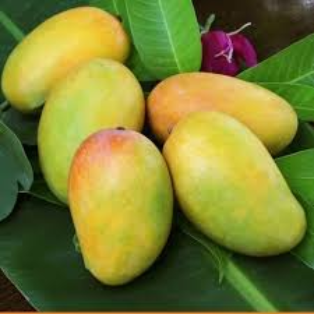 Kesar Mango Premium Indian Alphonso Type Sweet Juicy Saffron Flavor Fresh Export Quality