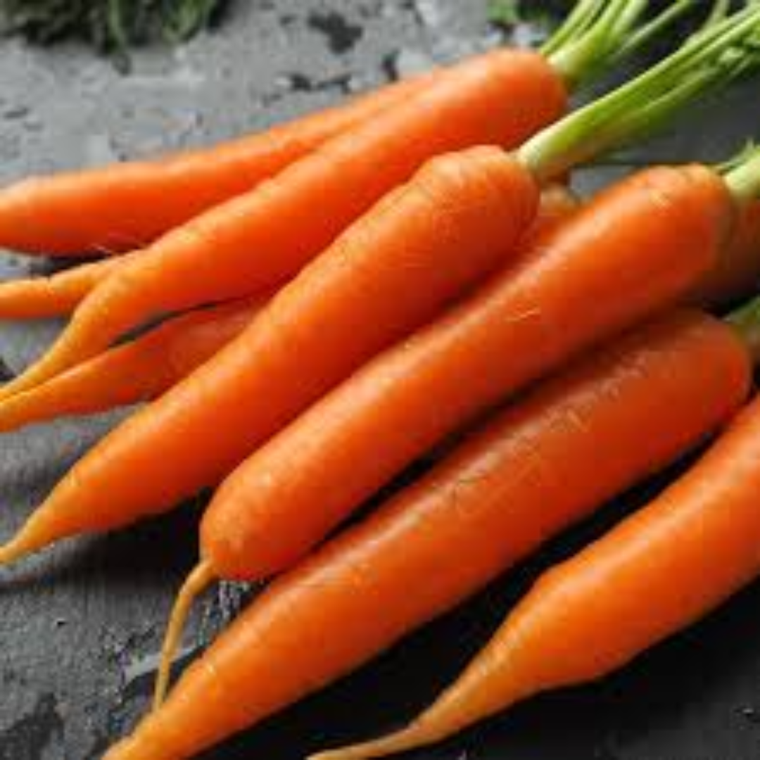 Farm Fresh Danvers Carrots Long Tapered Roots Perfect for Salads Cooking and Fresh Juice Recipes