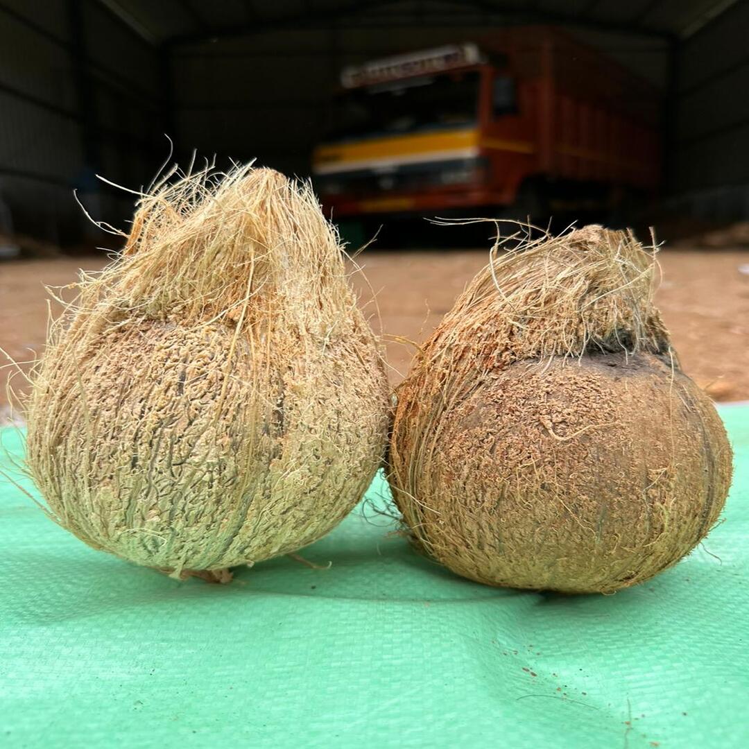 Semi Husked Coconut Fresh Export Quality India