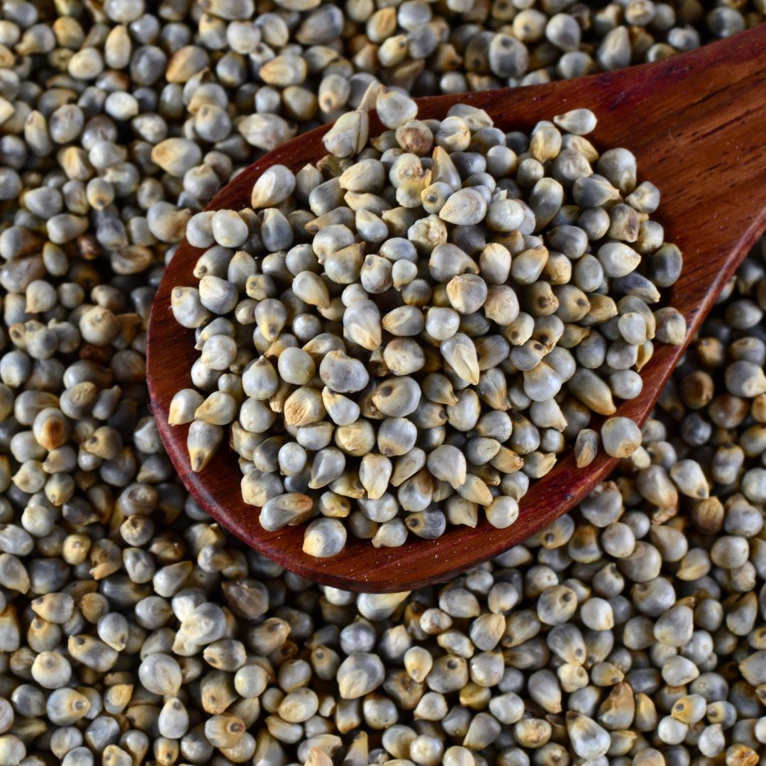 BAJRA Green Millet for Nutritious and Healthy Daily Diet