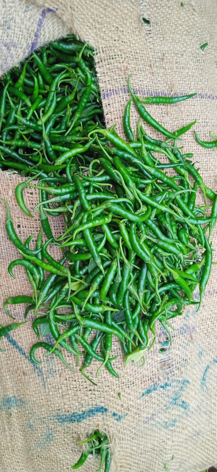 Green chili G4