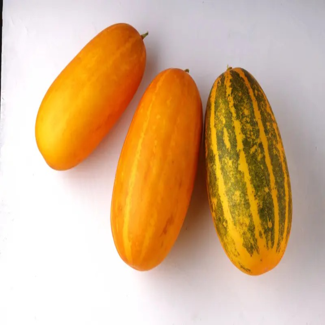 Organic Vellari Supplier and Wholesaler – UAE