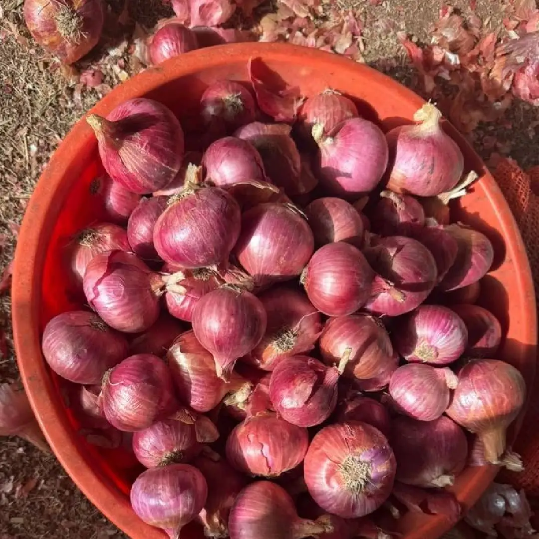 Maharashtra Red Onion – Wholesale & Supplier from India