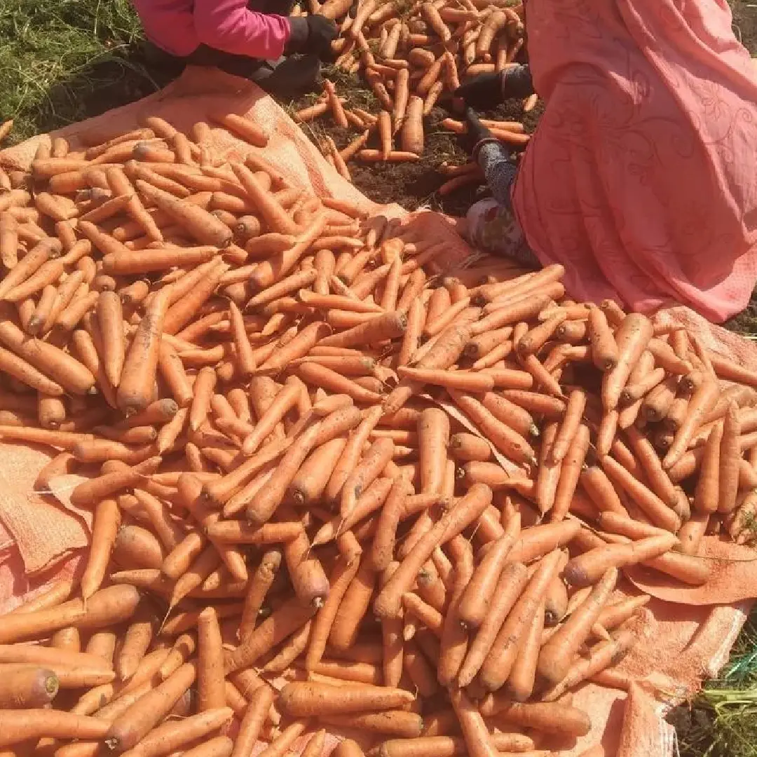 Red Carrots – Wholesale & Supplier from India