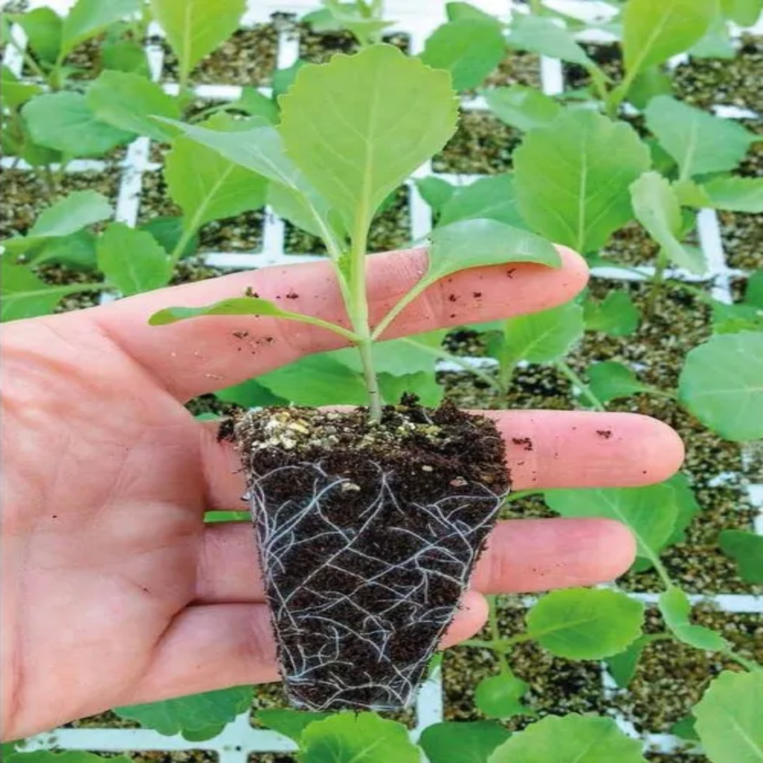 Natural Brown Black Spagnum Peat Moss