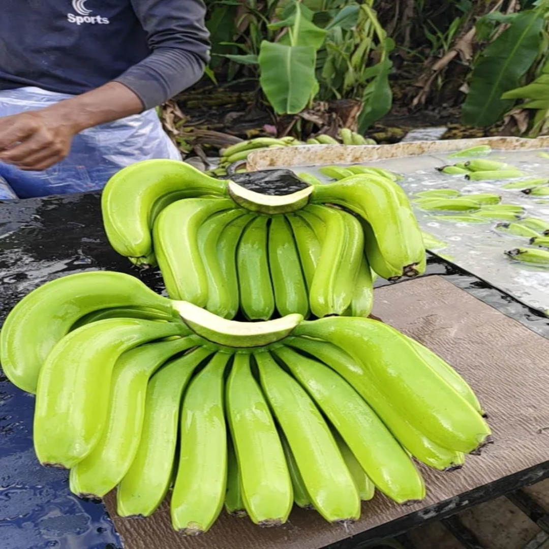 G9 Banana Domestic use