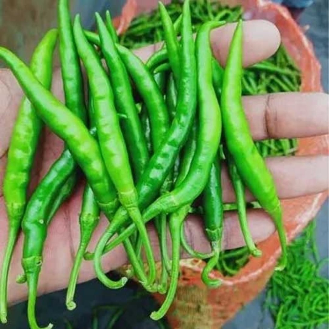Green Chilli Exporter India – Verified B2B Supplier