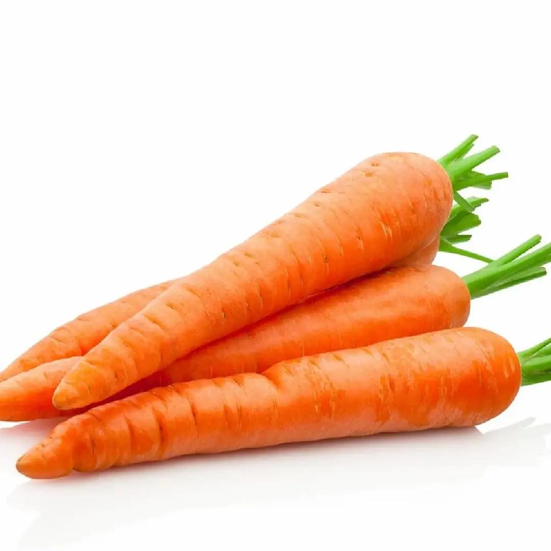 A-Grade Carrots in Punjab – Wholesale & Supplier from India