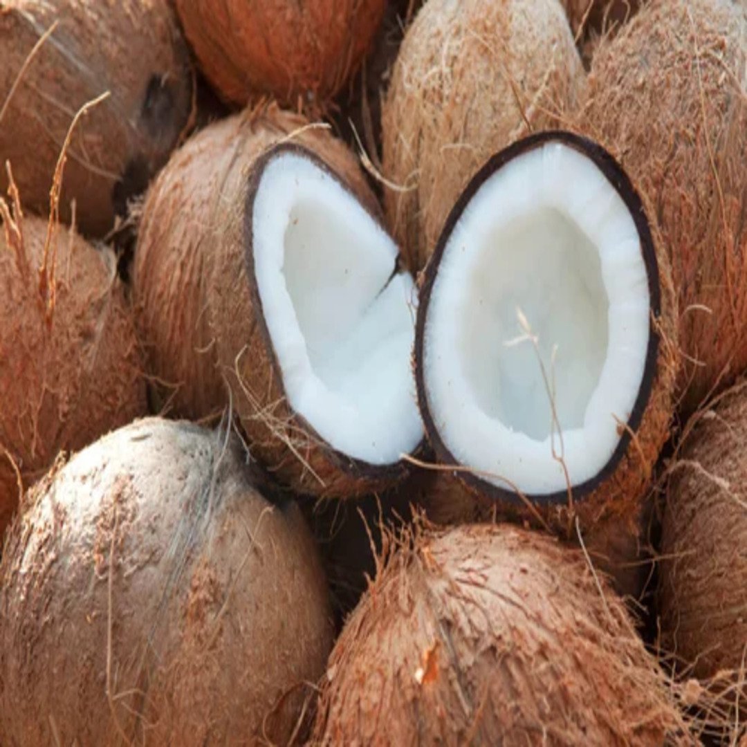 Top Semi Husk Coconut – Fresh Coconut Wholesale Supplier | India