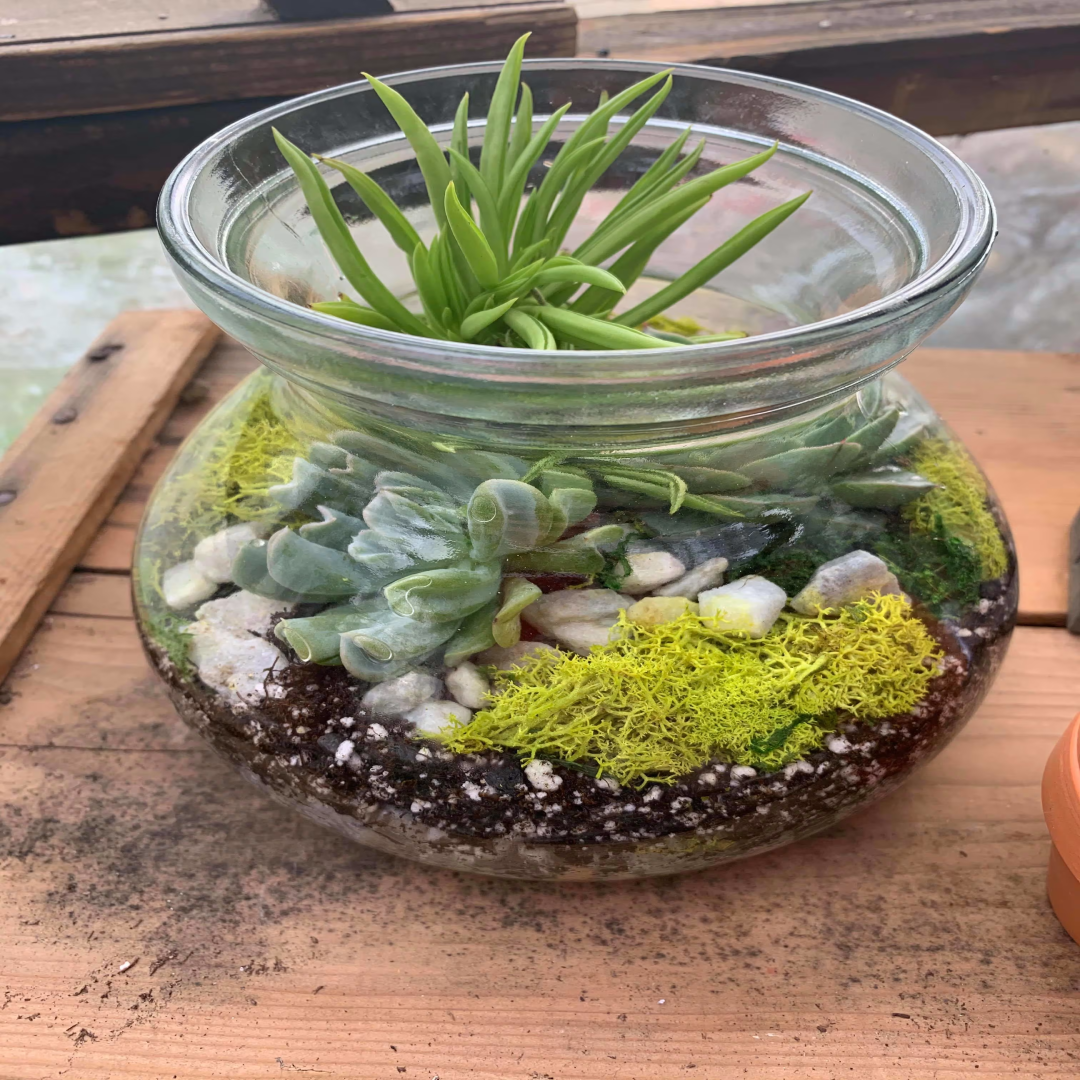 Glass Terrariums Decorative Planters USA