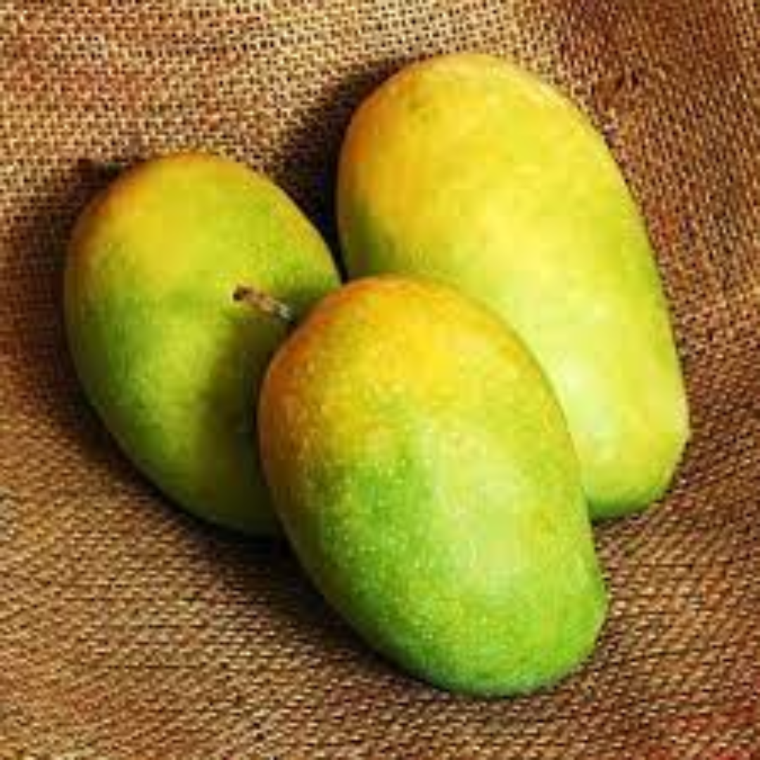 Kesar Mangoes for Rich Aroma and Premium Export Demand