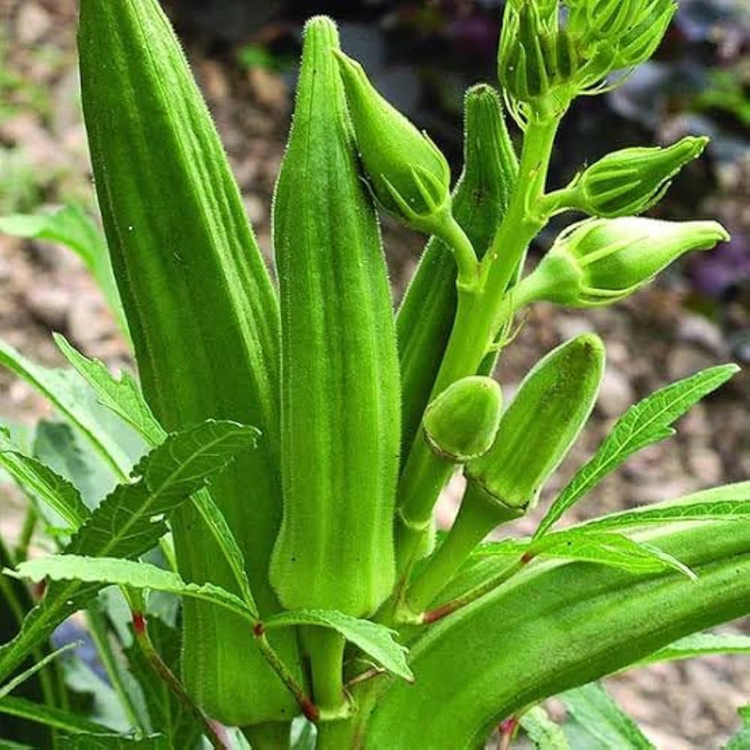 Okra Green Short Lady Finger Wholesale Fresh Veg