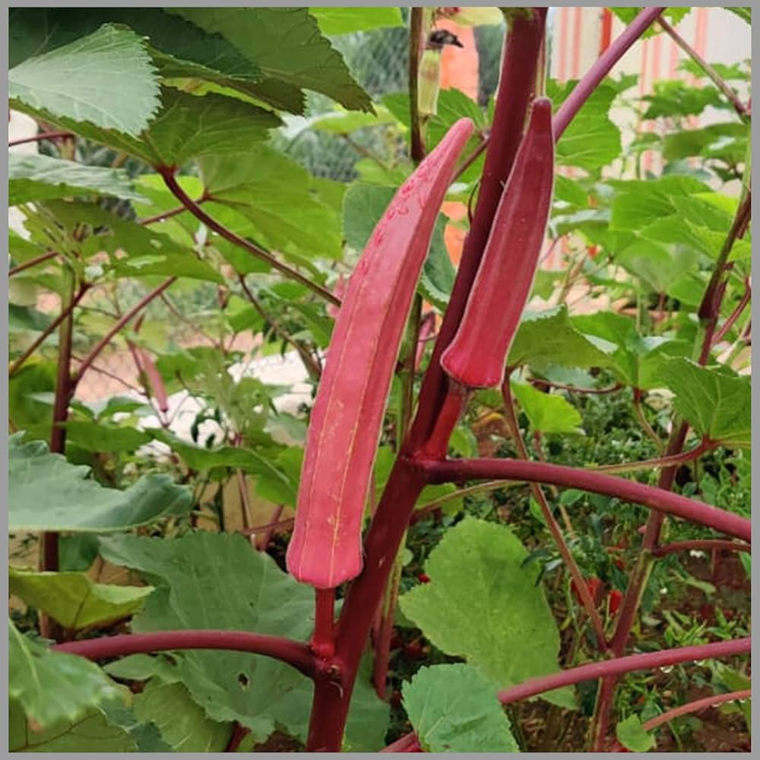Okra Rose Lady Finger Distributor Fresh Green Veg