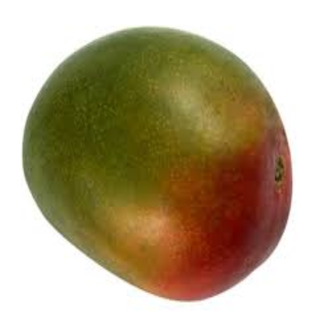 Kent Mango for Worldwide Export and Premium Fruit Distribution