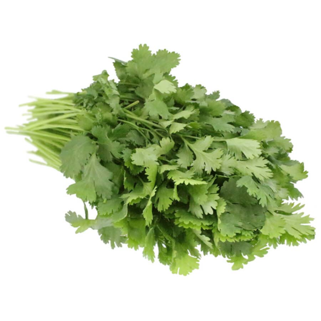 Coriander Bunched Herb Fresh UK Culinary Herb