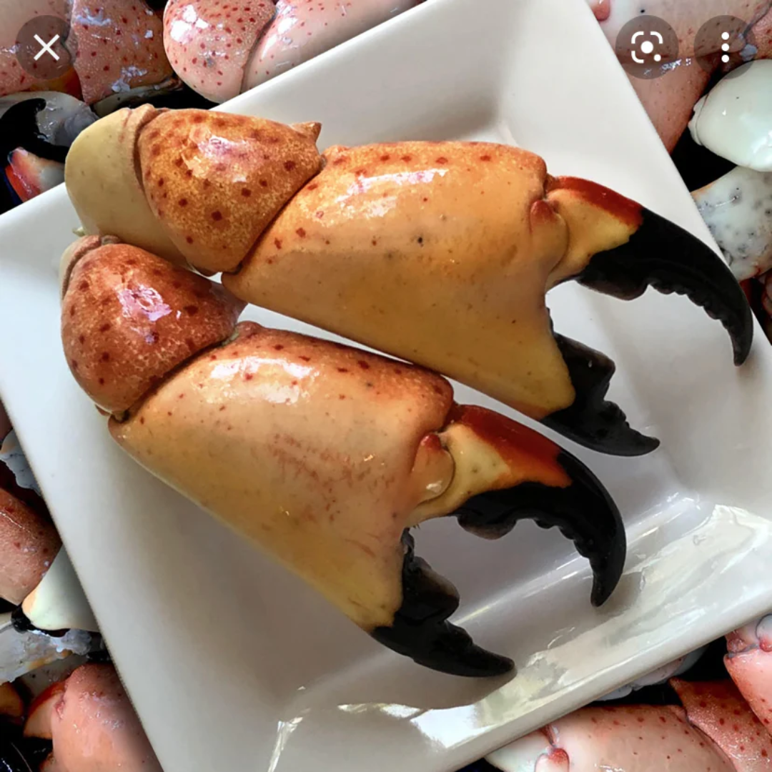 Florida Stone Crab Claws Jumbo Shellfish USA