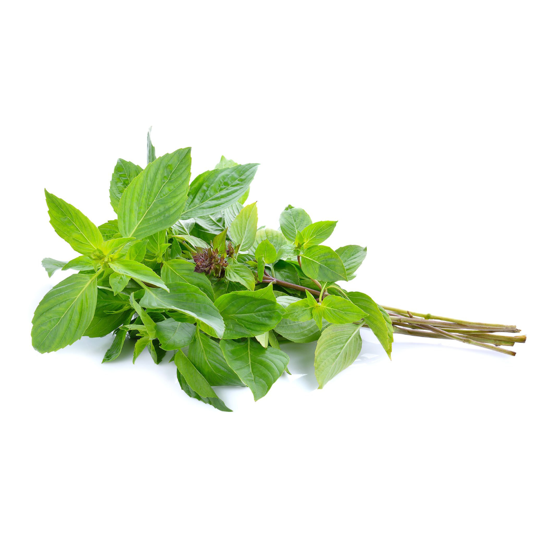 Fresh Basil Leaf Aromatic Herb United Arab Emirates