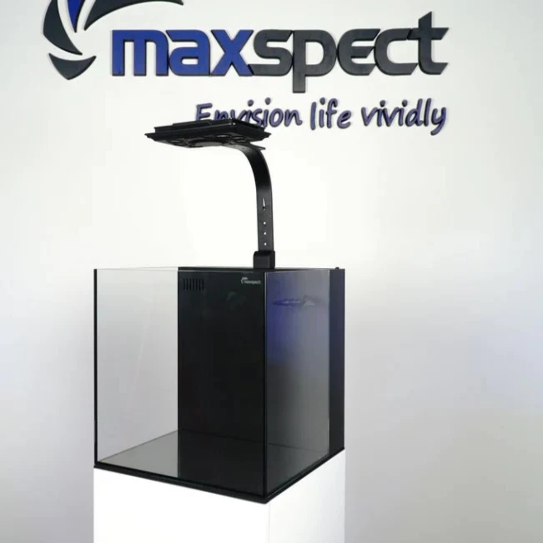 Maxspect Desktop Saltwater Aquarium Tank
