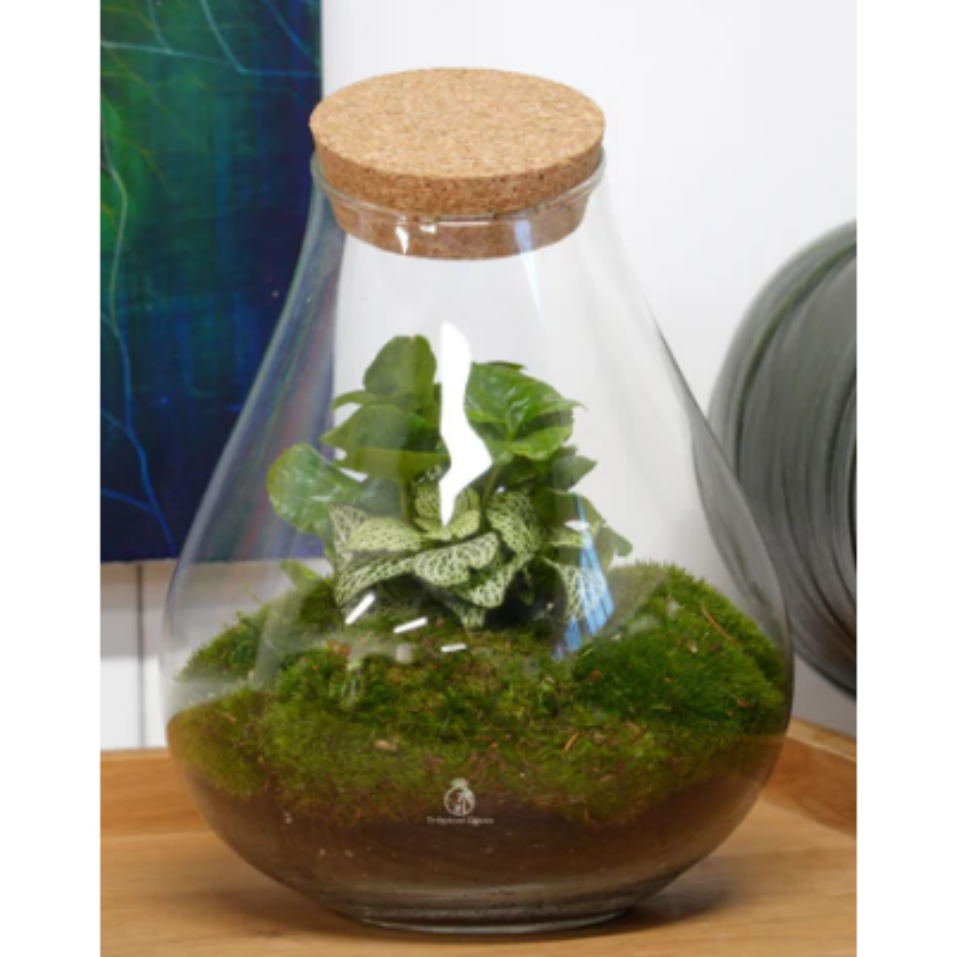 Ready-Made Terrarium Madrid 25cm Height