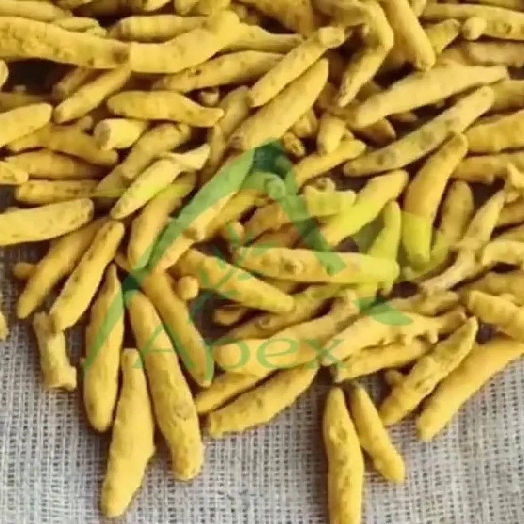 Turmeric Finger (Curcuma Longa) – Wholesale & Supplier from India