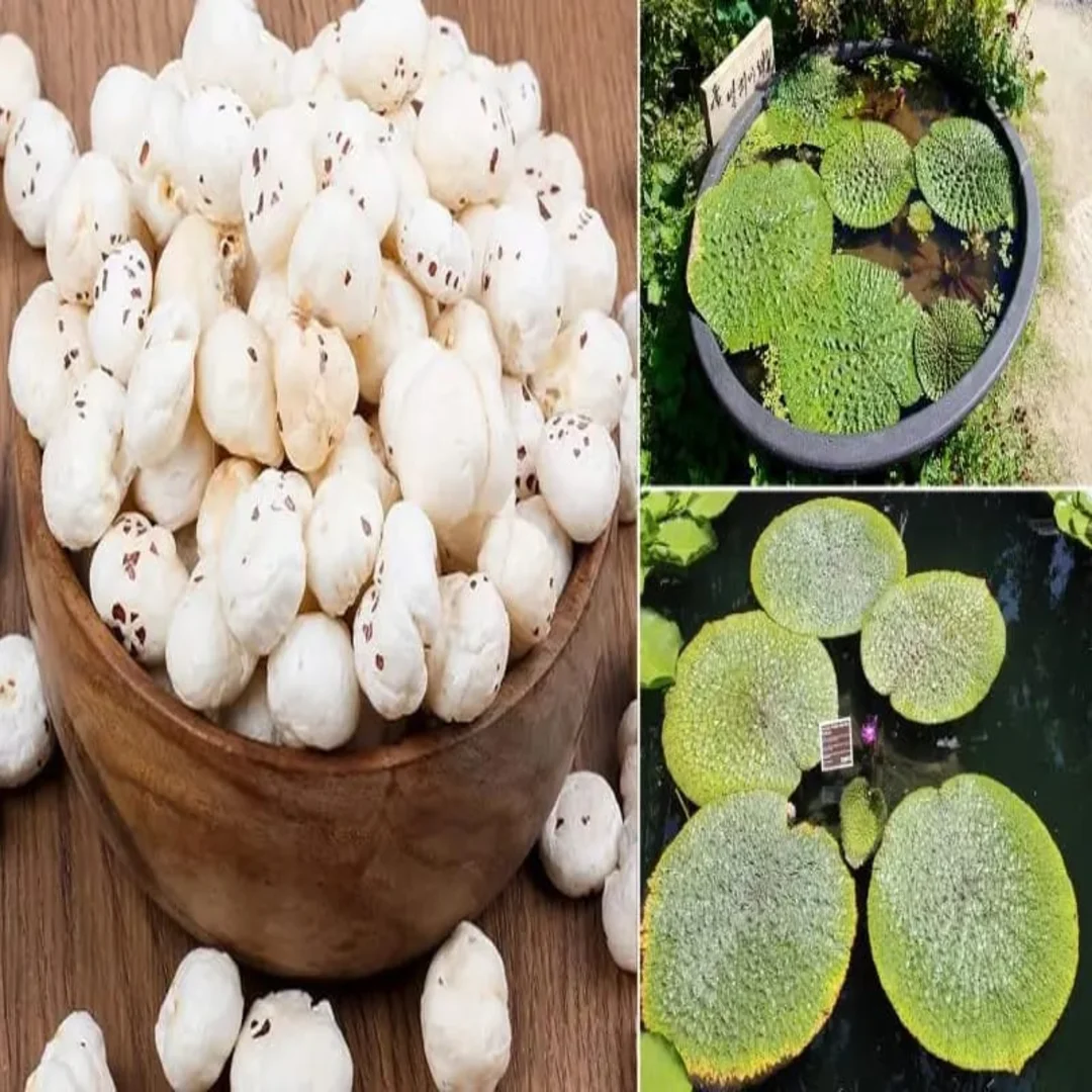 6 suta makhana