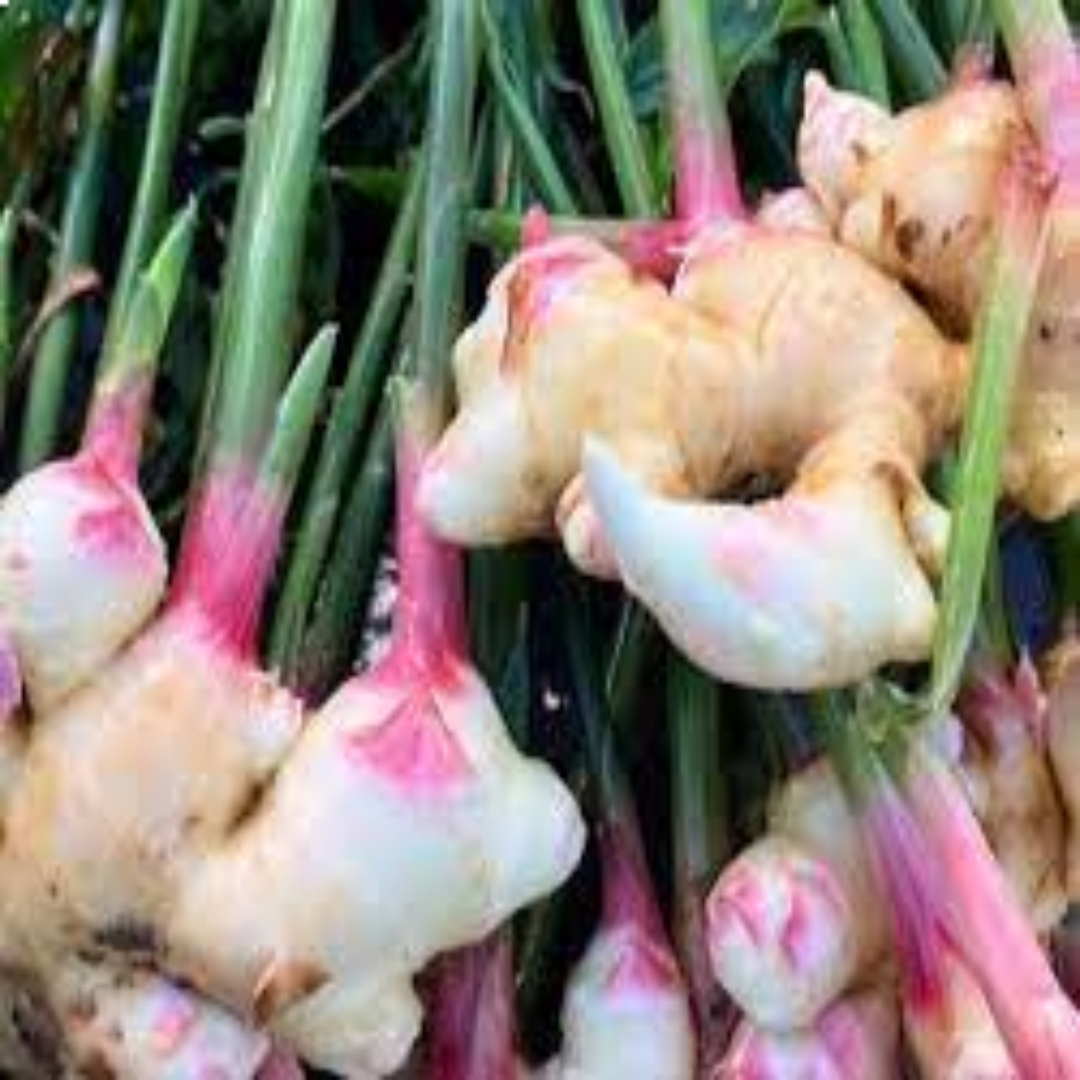 Fresh Baby Ginger for Culinary Use and Natural Wellness