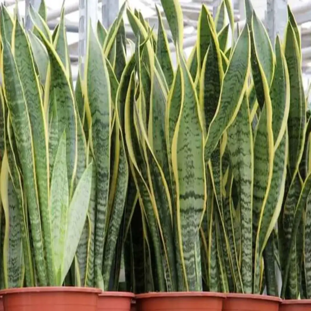 Sansevieria Trifasciata ‘Laurentii’ – Snake Plant | Wholesale Supplier from US