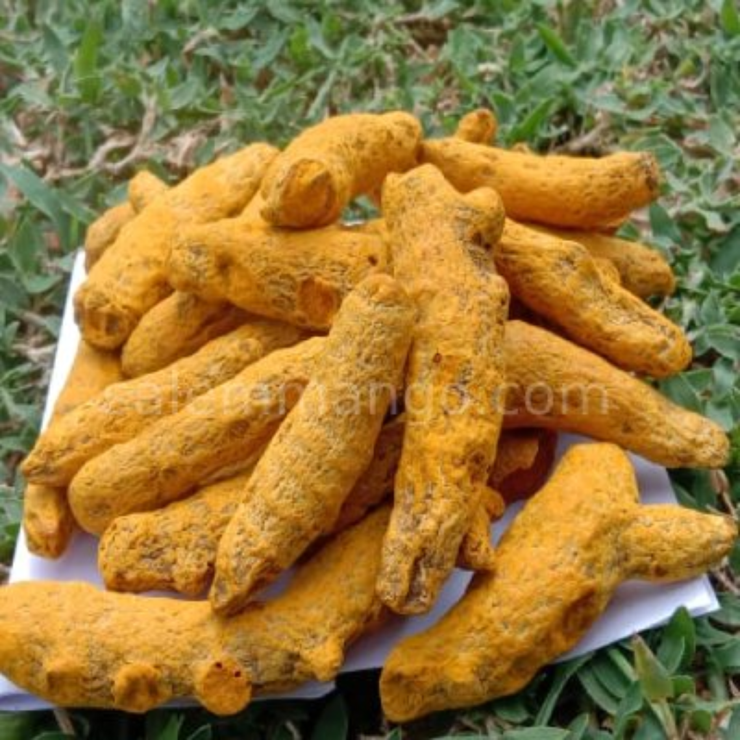 Wholesale Supplier of Turmeric Finger Salem Haldi in UAE