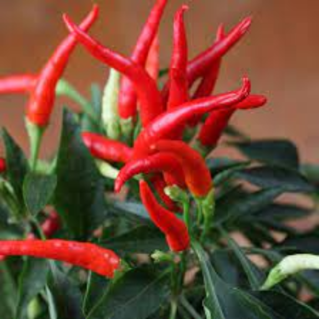 Mirasol Chili Supplier For Warm Mild Spice