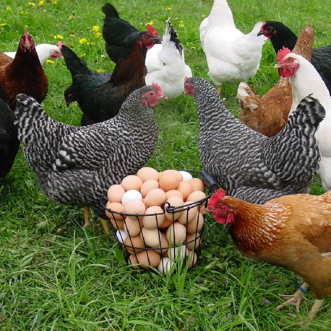Poultry