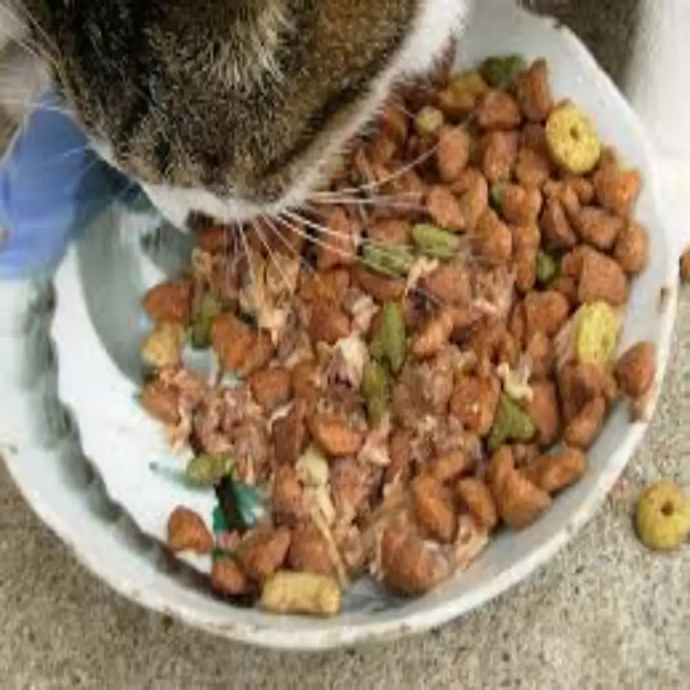 Cat Food