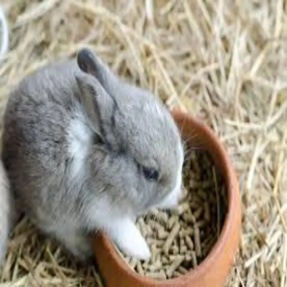 Small Animal Food